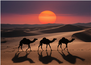 日暮黄昏沙漠骆驼剪影图片