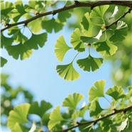 蓝色天空下绿色银杏叶子图片