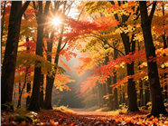 秋天唯美枫树林晨光摄影图片