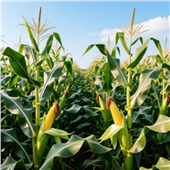 蓝色天空绿色玉米地玉米图片