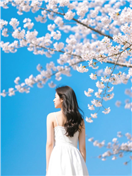 小清新樱花树下美女背影图片