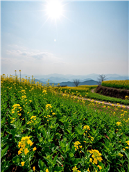 春日田野油菜花图片摄影