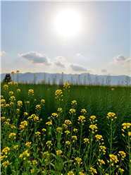 春天田野油菜花风景图片