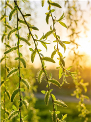 春天柳树枝条风中摇曳图片