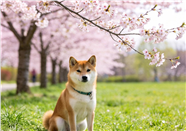 春天樱花树下坐着的柴犬图片