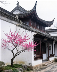 中式建筑庭院墙角腊梅摄影