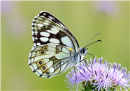 停歇在花穗上的绢斑蝶图片