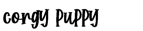 corgy puppy字体